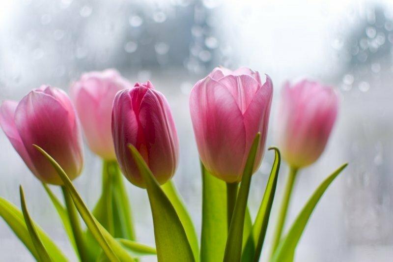 Hoa tulip mang màu sắc của sự đam mê, táo bạo nhưng cũng không kém phần quyến rũ phù hợp tính cách tự tin, năng động và khá bốc đồng của Bạch Dương