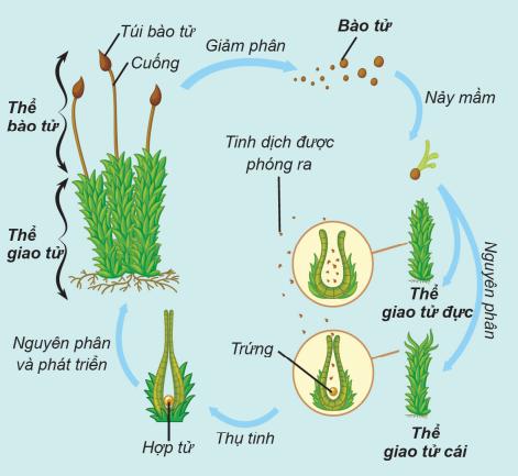 Bộ phận nào của cây không sinh sản vô tính