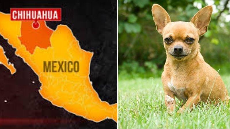 Cẩm nang chó chihuahua: Nguồn gốc, đặc điểm, cách nuôi, giá bán