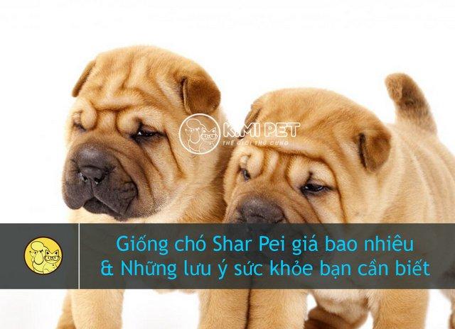 Tiết lộ giá chó Shar Pei & #8 Điều quan trọng cần lưu ý khi mua