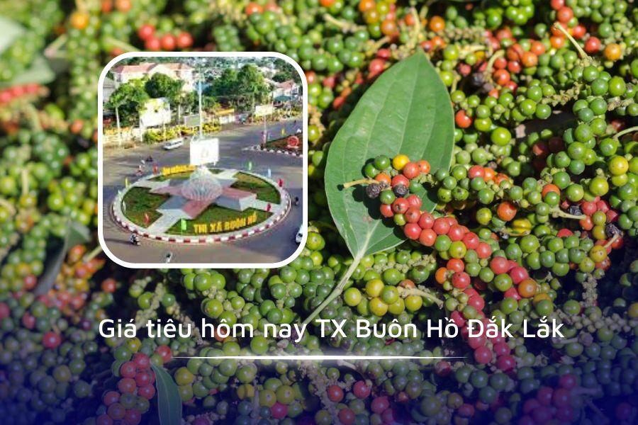 Giá tiêu hôm nay TX Buôn Hồ Đắk Lắk