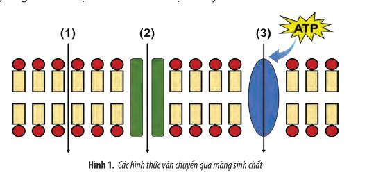 Ôn tập chương 3 trang 83, 84 Sinh 10 Chân trời sáng tạo