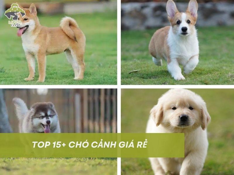 chó cảnh giá rẻ