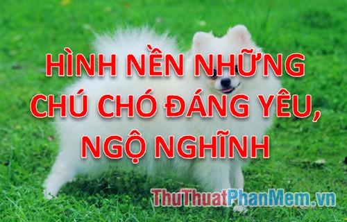 Bộ sưu tập hình nền chó đáng yêu cho máy tính của bạn