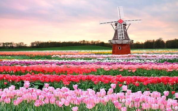 Khám phá nguồn gốc của Hoa Tulip ở nước nào & Ý nghĩa của loài Hoa Tulip