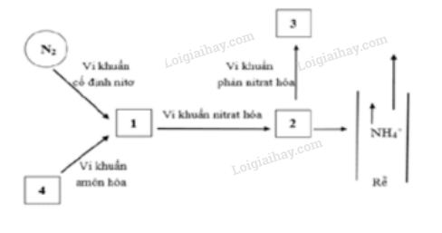 Đề thi giữa kì 1 Sinh 11 Kết nối tri thức - Đề số 5