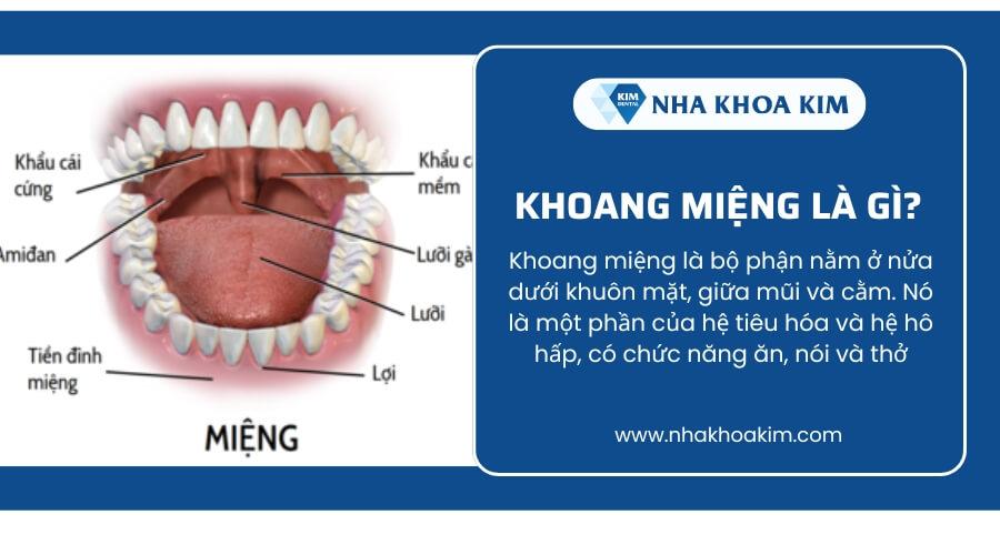 Khoang miệng là gì? Cấu tạo và chức năng của khoang miệng