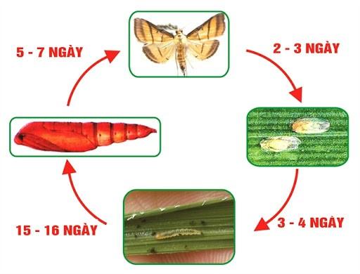 Sâu cuốn lá hại dâu tây và thuốc trị sâu cuốn lá hại dâu tây hiệu quả hiện nay