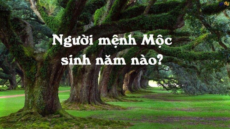 Mệnh Mộc Hợp Xe Màu Gì? Bí Quyết Chọn Màu Xe Thu Hút Tài Lộc