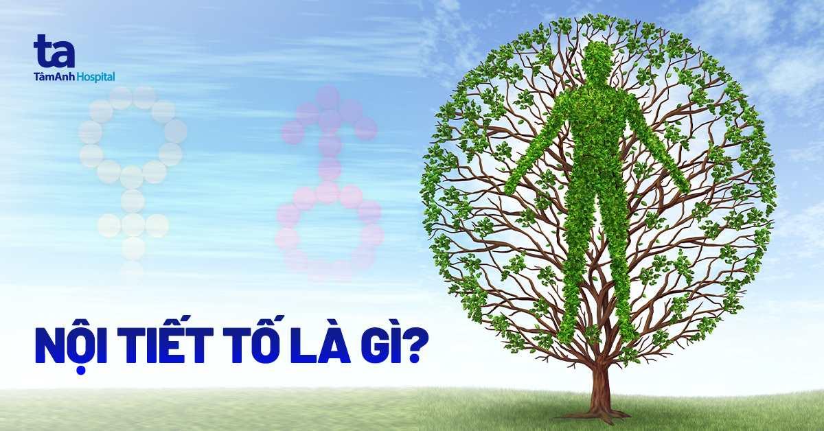 Nội tiết tố là gì? Có tác dụng gì cho sức khỏe? 10 loại phổ biến