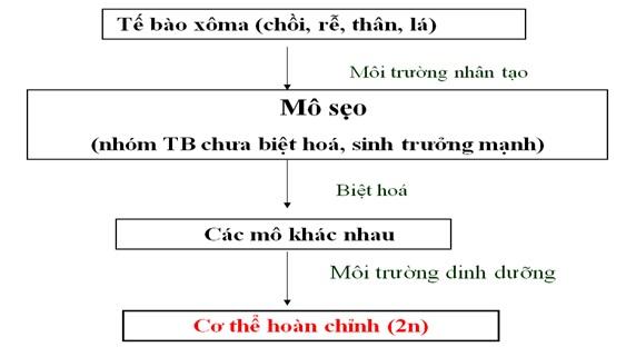 Bài 3: Tạo giống bằng công nghệ tế bào