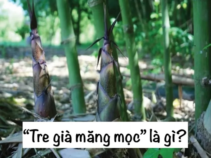 Giải thích ý nghĩa thành ngữ ‘Tre già măng mọc’ nói về điều gì?