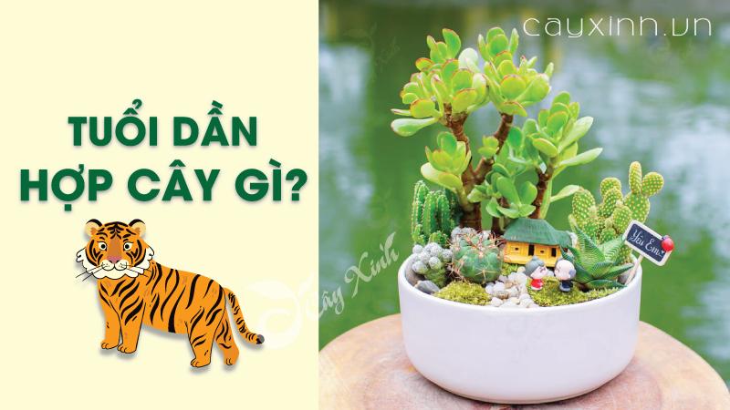 tuổi dần hợp cây gì