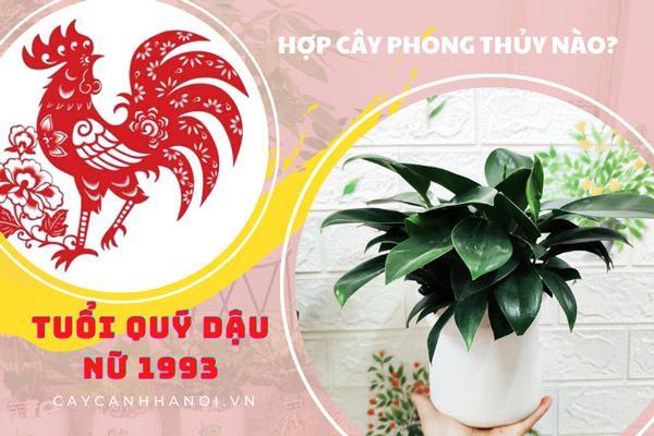 Tuổi quý dậu nữ 1993 hợp cây phong thủy nào?