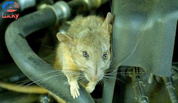 #4 MẸO khắc phục chuột cắn dây điện xe máy NGAY TẠI NHÀ