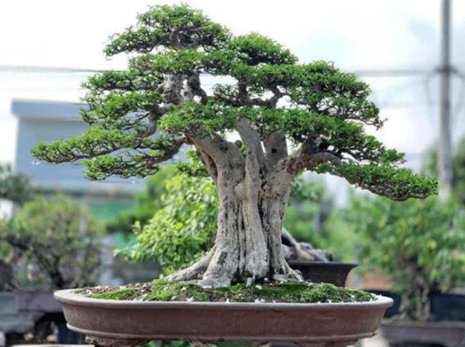 cây bonsai