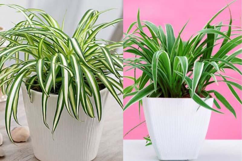 Cây cỏ lan chi phong thủy