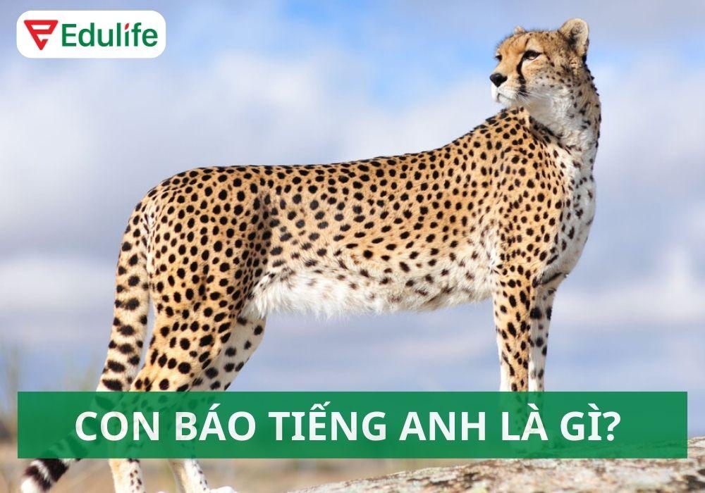 Con báo tiếng Anh là gì? Từ vựng động vật hoang dã tiếng Anh