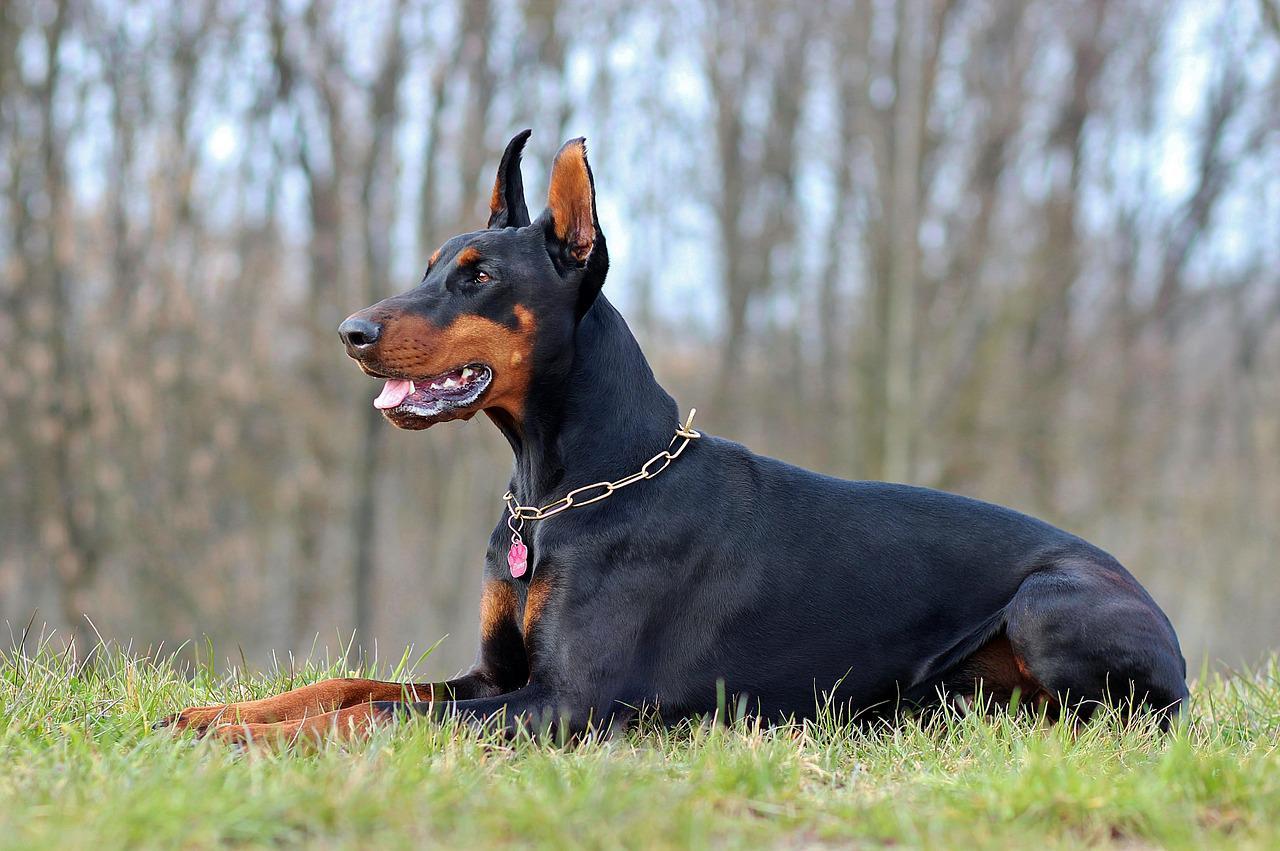 Chó Doberman: Nguồn gốc, đặc điểm, giá bán và cách nuôi