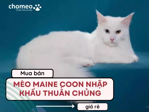 Mua Bán Mèo Maine Coon Nhập Khẩu Thuần Chủng Giá Rẻ