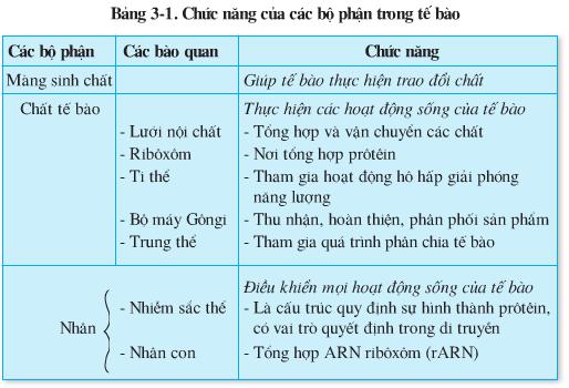 Bài 3: Tế bào - Giải VBT Sinh 8 hay nhất (ảnh 2)