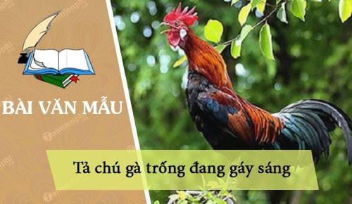 Miêu tả chú gà trống khi bắt đầu gáy sáng