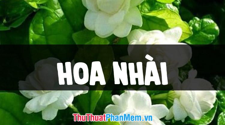 Tuyển chọn những hình ảnh hoa nhài đẹp nhất