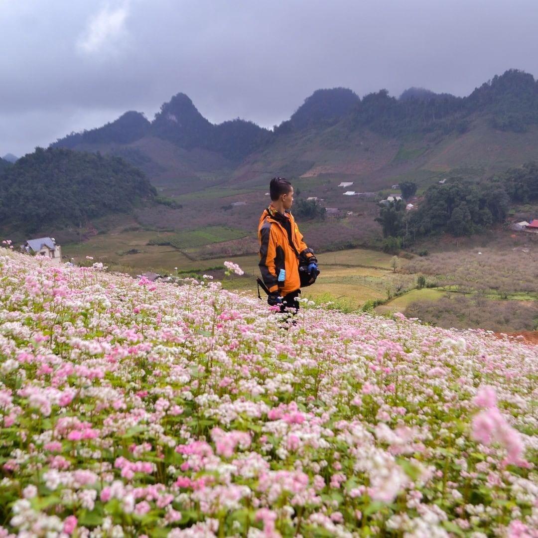 Đi tìm ý nghĩa của loài hoa Tam Giác Mạch, loài hoa nổi tiếng trên cao nguyên đá Hà Giang