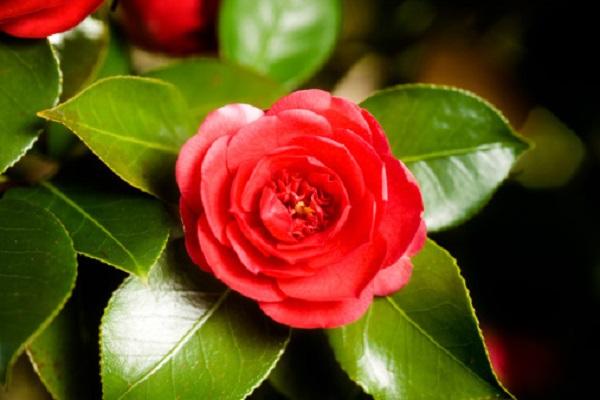 Hoa Trà: Hình ảnh, ý nghĩa, cách trồng và chăm sóc giúp hoa nở đẹp - 2