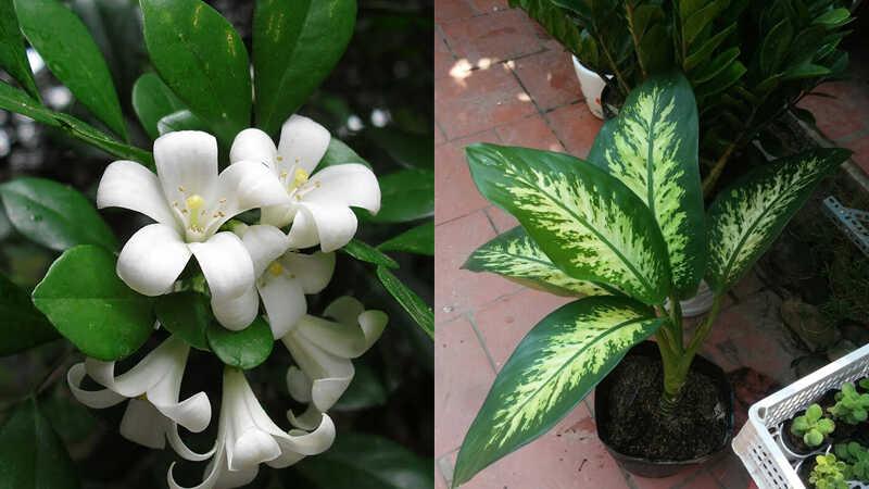 Top 15 loại cây hoa ưa bóng mát đẹp và dễ trồng