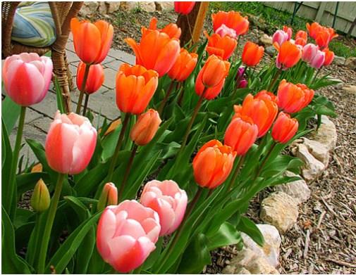 Bày cách trồng hoa tulip chơi tết