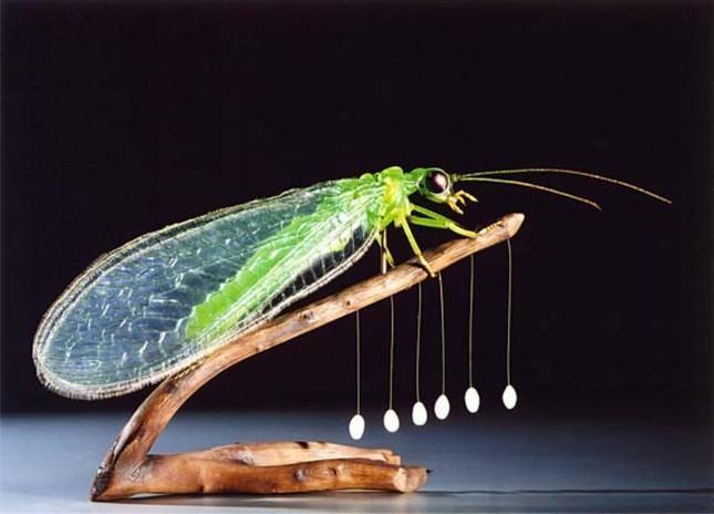 Bọ Lacewing và trứng khá giống với "hoa" lạ