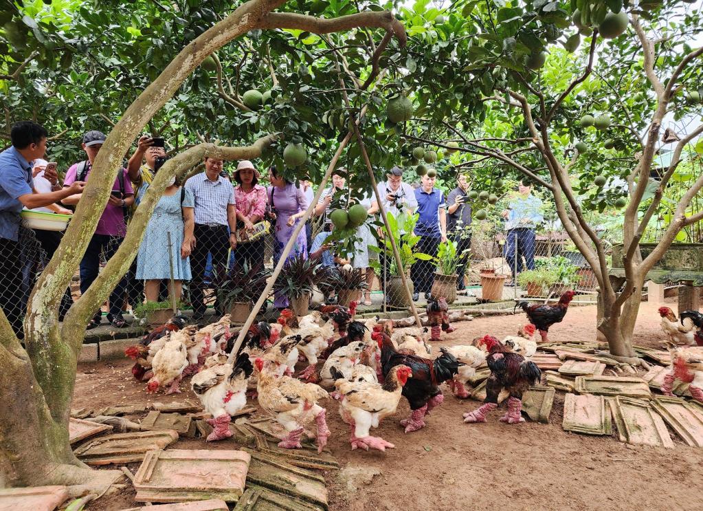 Du khách tham quan trang trại gà Đông Tảo huyện Khoái Châu