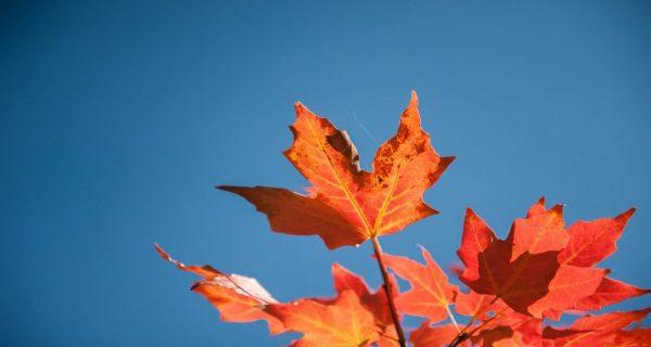 Những điều mà không phải ai cũng biết về lá phong đỏ Canada