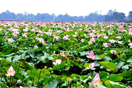 Đêm ở Láng Sen