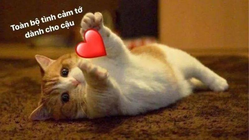 30+ meme tình yêu đẹp, cute, hài hước với biểu cảm đáng yêu