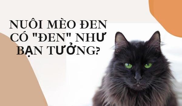 Thực sự nuôi Mèo Đen có tốt không?