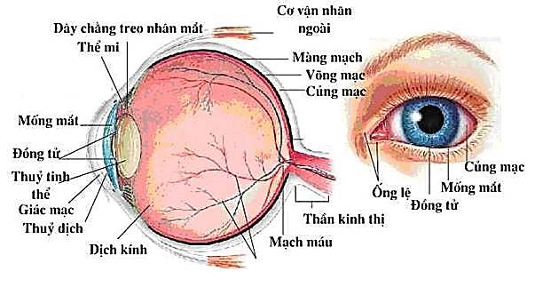 Một người viễn thị có điểm cực cận cách mắt 50cm. Khi đeo sát mắt một kính có độ tụ +1dp, người này sẽ nhìn rõ được những vật gần nhất cách mắt