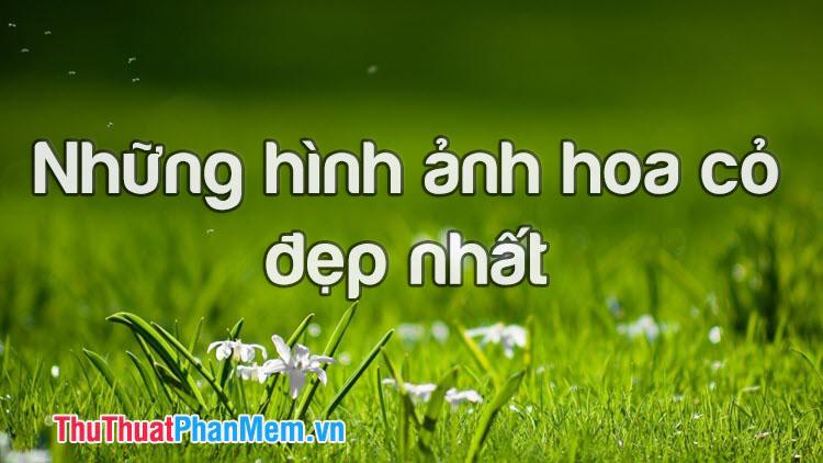 Bộ sưu tập hình ảnh hoa cỏ đẹp nhất