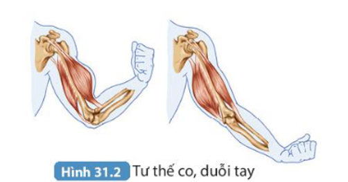 Bài 31. Hệ vận động ở người trang 125, 126, 127 SGK Khoa học tự nhiên 8 - Kết nối tri thức</>