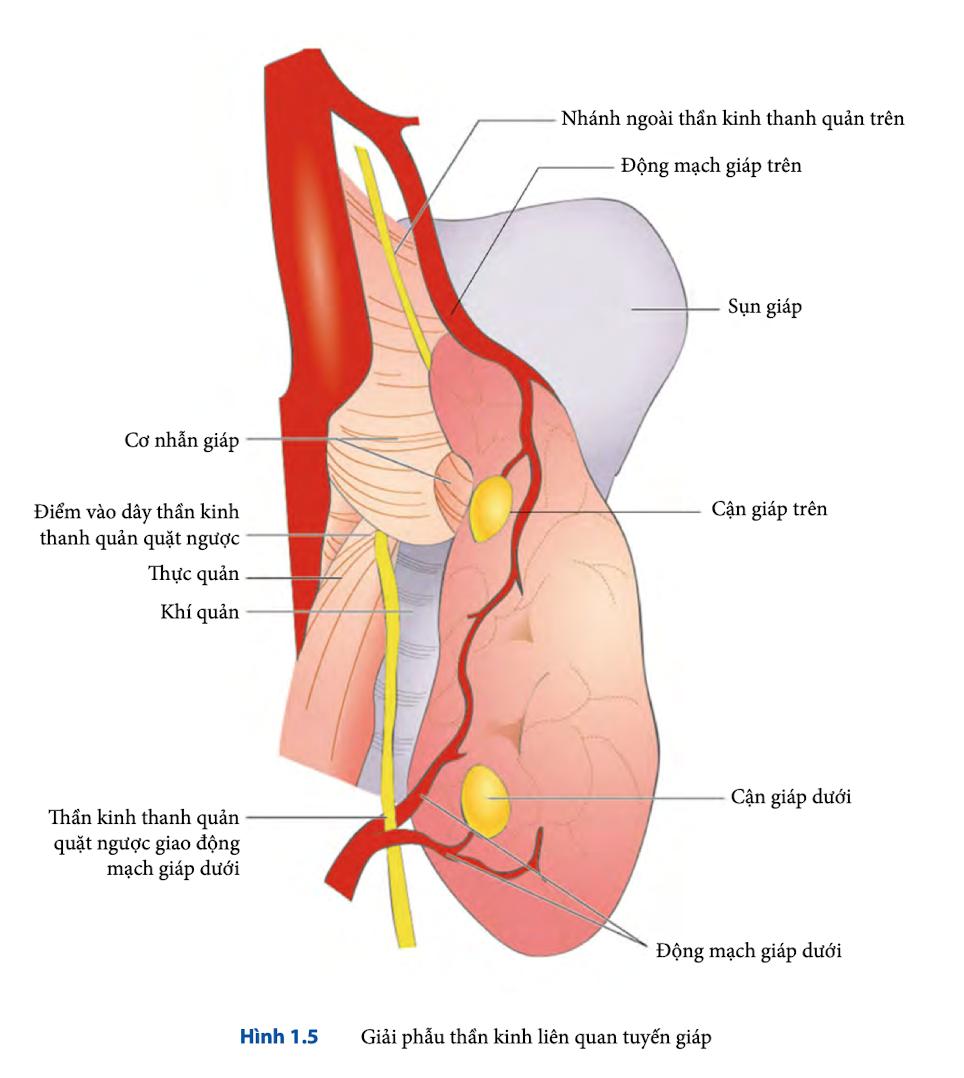 Các thần kinh liên quan đến tuyến giáp