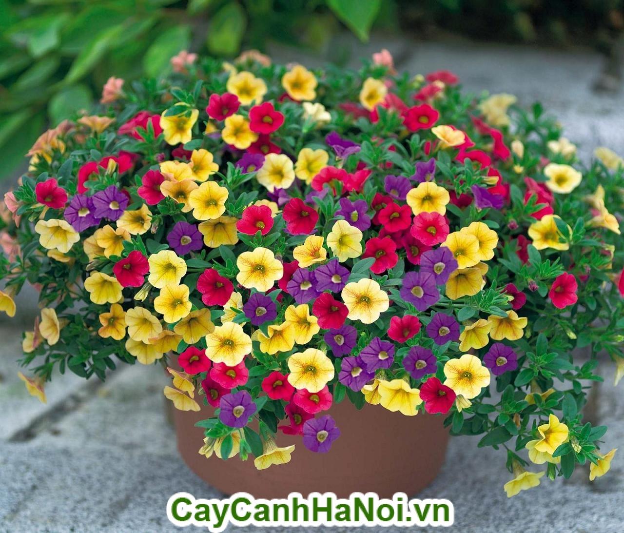 Hoa triệu chuông: Đặc điểm, ý nghĩa, cách chăm sóc, giá cả
