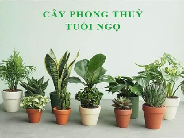 Hình ảnh: Cây phong thủy tuổi Ngọ