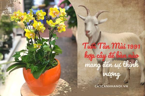 Tuổi Tân Mùi 1991 hợp cây để bàn nào mang đến sự thịnh vượng