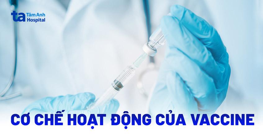 Cơ chế hoạt động của vaccine phòng bệnh như thế nào?