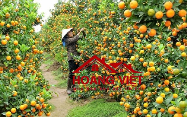 5 vườn trái cây nổi tiếng ở Trung An Củ Chi bạn cần biết