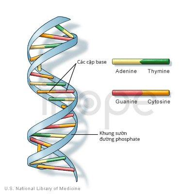 Cấu trúc ADN