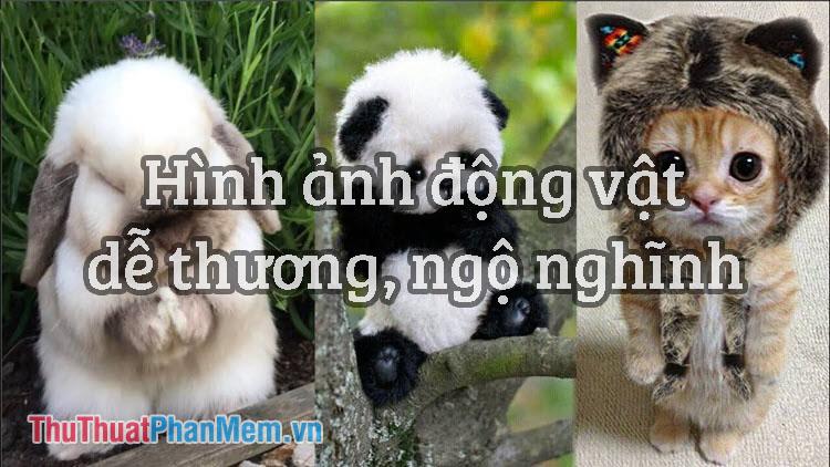 Hình ảnh động vật dễ thương ngộ nghĩnh