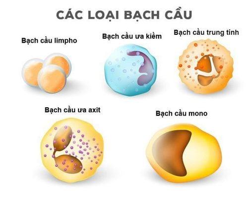 Các loại bạch cầu