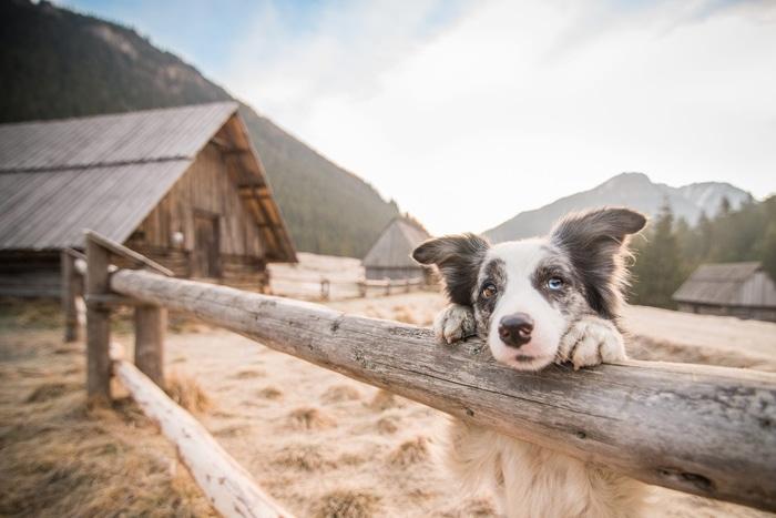 Chó chăn cừu Border Collie